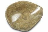 Polished Fossil Coral (Actinocyathus) Dish - Morocco #312159-1